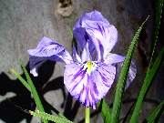 unguicularis Blue Stripe